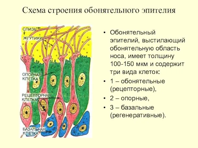 Схема строения обонятельного эпителия Обонятельный эпителий, выстилающий обонятельную область носа, имеет