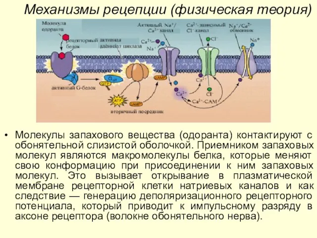 Механизмы рецепции (физическая теория) Молекулы запахового вещества (одоранта) контактируют с обонятельной