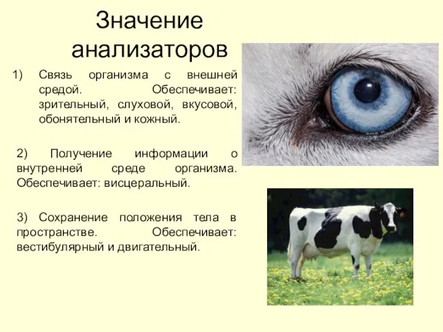 Значение анализаторов Связь организма с внешней средой. Обеспечивает: зрительный, слуховой, вкусовой,