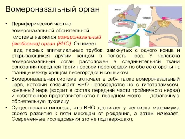 Периферической частью вомероназальной обонятельной системы является вомероназальный (якобсонов) орган (ВНО). Он