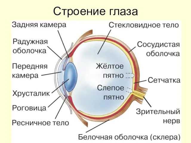 Строение глаза