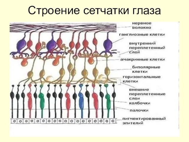 Строение сетчатки глаза