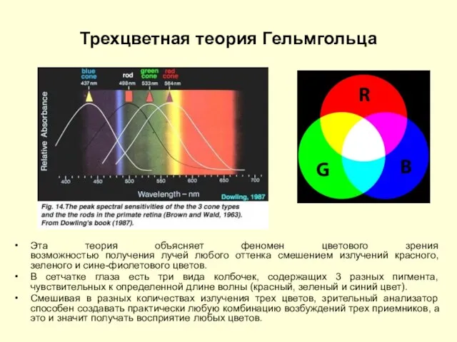 Трехцветная теория Гельмгольца Эта теория объясняет феномен цветового зрения возможностью получения