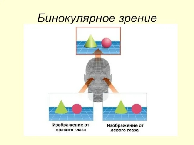 Бинокулярное зрение