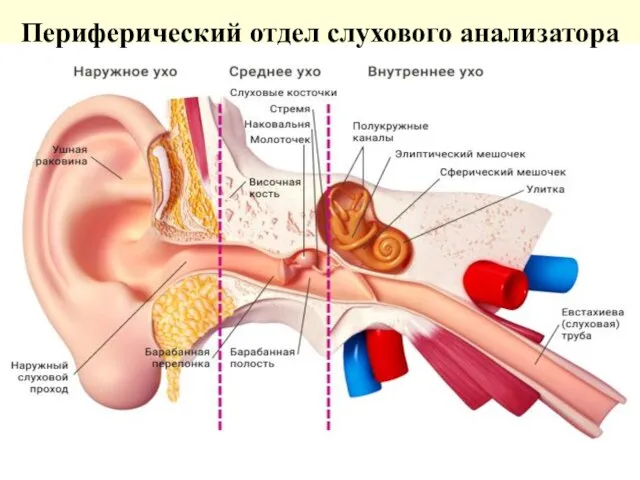 Периферический отдел слухового анализатора