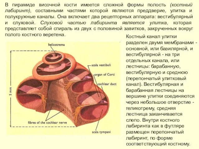 В пирамиде височной кости имеется сложной формы полость (костный лабиринт), составными