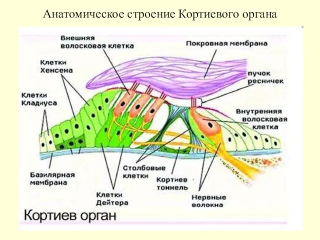 Анатомическое строение Кортиевого органа