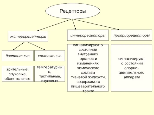 Рецепторы экстерорецепторы интерорецепторы проприорецепторы дистантные контактные зрительные, слуховые, обонятельные температурные, тактильные,