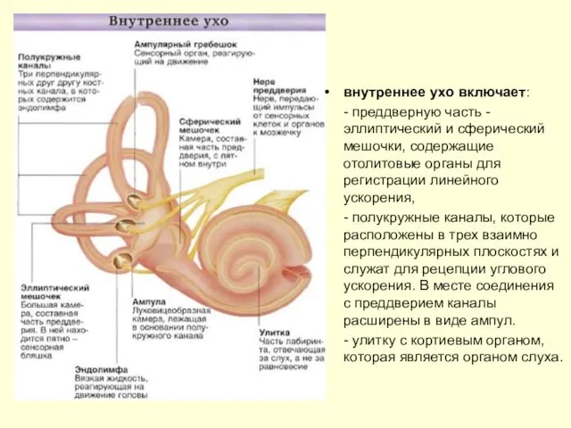 внутреннее ухо включает: - преддверную часть - эллиптический и сферический мешочки,