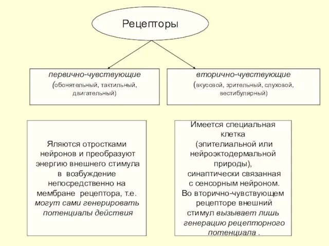 Рецепторы первично-чувствующие (обонятельный, тактильный, двигательный) вторично-чувствующие (вкусовой, зрительный, слуховой, вестибулярный) Яляются