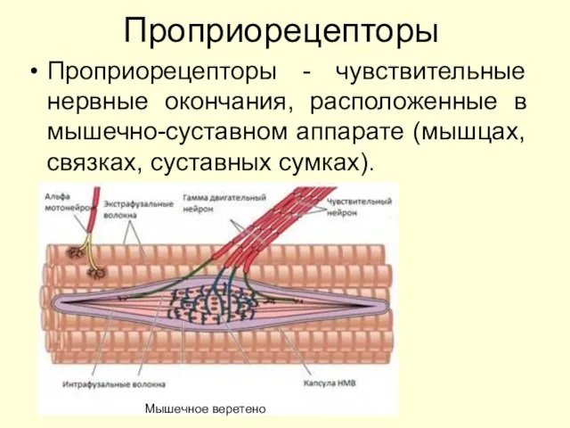 Проприорецепторы Проприорецепторы - чувствительные нервные окончания, расположенные в мышечно-суставном аппарате (мышцах, связках, суставных сумках). Мышечное веретено