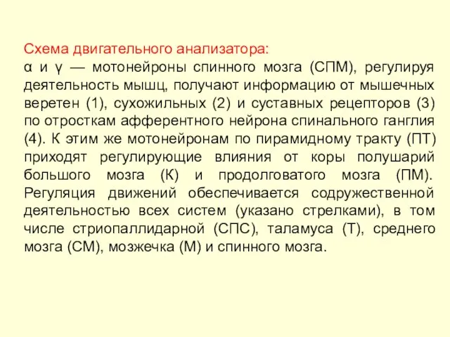 Схема двигательного анализатора: α и γ — мотонейроны спинного мозга (СПМ),