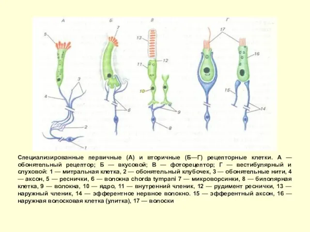 Специализированные первичные (А) и вторичные (Б—Г) рецепторные клетки. А — обонятельный
