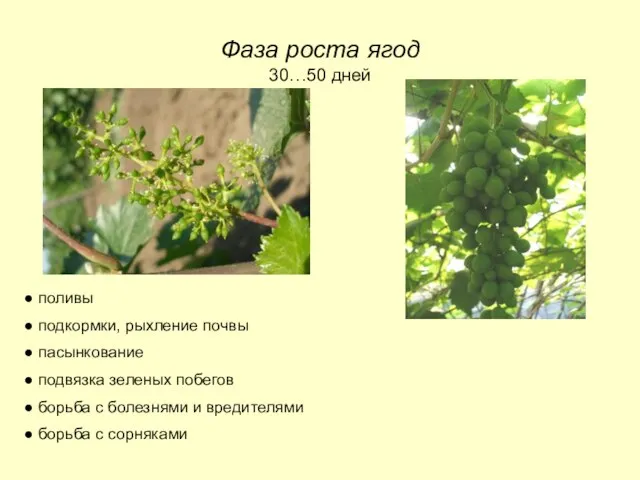 Фаза роста ягод 30…50 дней поливы подкормки, рыхление почвы пасынкование подвязка