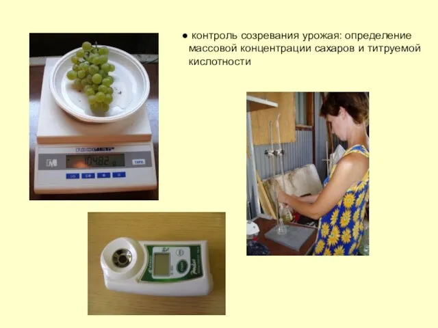 контроль созревания урожая: определение массовой концентрации сахаров и титруемой кислотности