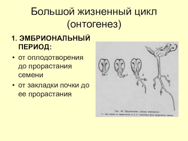 Большой жизненный цикл (онтогенез) 1. ЭМБРИОНАЛЬНЫЙ ПЕРИОД: от оплодотворения до прорастания