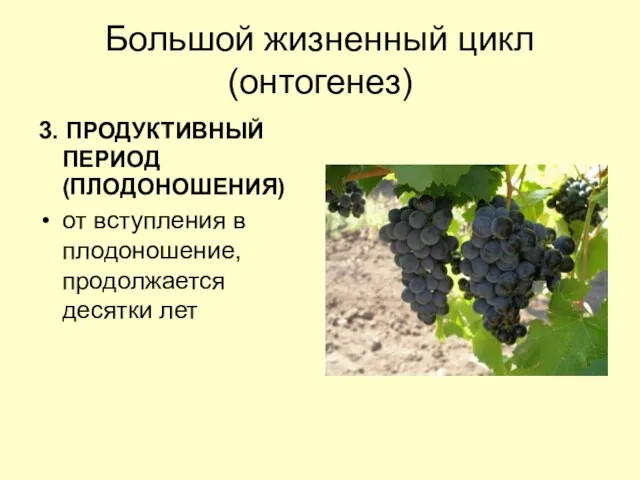 Большой жизненный цикл (онтогенез) 3. ПРОДУКТИВНЫЙ ПЕРИОД (ПЛОДОНОШЕНИЯ) от вступления в плодоношение, продолжается десятки лет