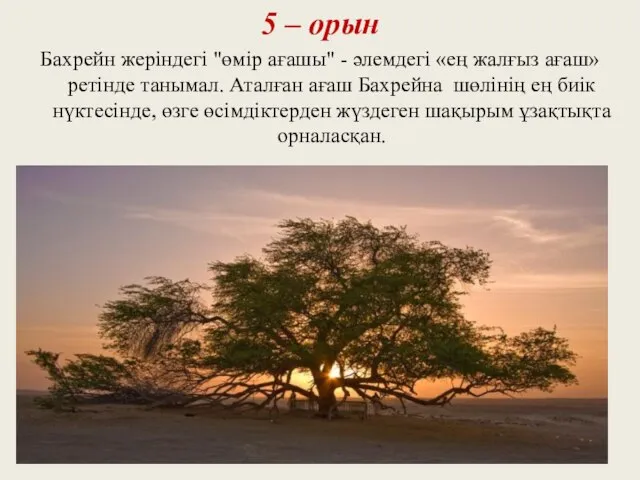 5 – орын Бахрейн жеріндегі "өмір ағашы" - әлемдегі «ең жалғыз