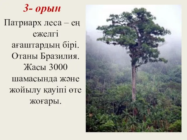 3- орын Патриарх леса – ең ежелгі ағаштардың бірі. Отаны Бразилия.