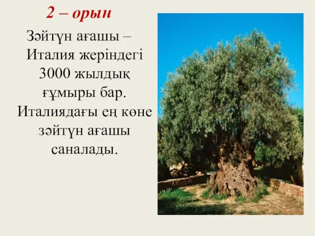 2 – орын Зәйтүн ағашы – Италия жеріндегі 3000 жылдық ғұмыры