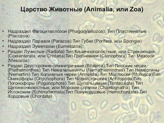 Царство Животные (Animalia, или Zoa) Надраздел Фагоцителлозои (Phagocytellozoa): Тип Пластинчатые (Placozoa)