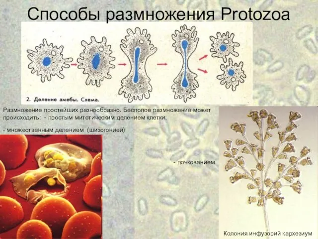 Размножение простейших разнообразно. Бесполое размножение может происходить: - простым митотическим делением