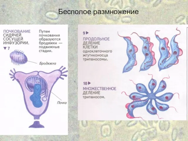 Бесполое размножение