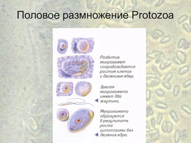 Половое размножение Protozoa