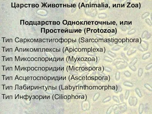 Царство Животные (Animalia, или Zoa) Подцарство Одноклеточные, или Простейшие (Protozoa) Тип
