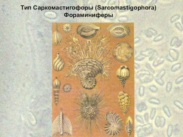 Тип Саркомастигофоры (Sarcomastigophora) Фораминиферы