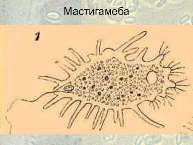 Мастигамеба