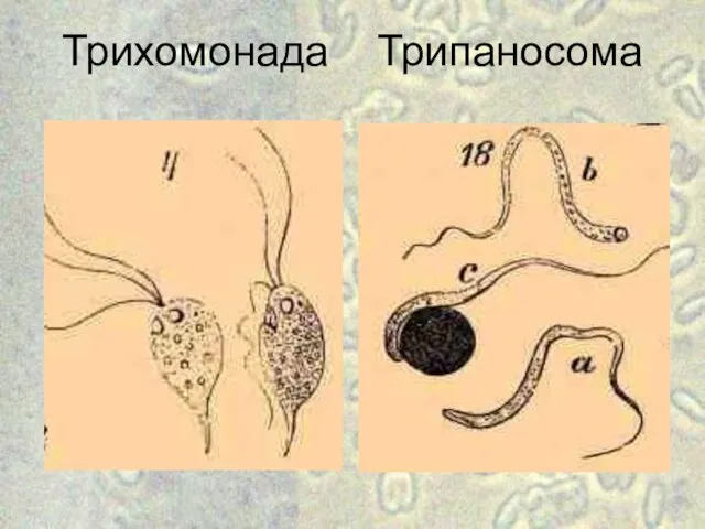 Трихомонада Трипаносома