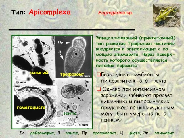 Тип: Apicomplexa Eugregarina sp. Безвредные симбионты пищеварительного тракта Де – дейтомерит,