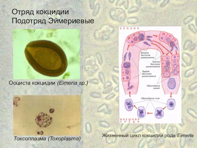 Отряд кокцидии Подотряд Эймериевые Ооциста кокцидии (Eimeria sp.) Токсоплазма (Toxoplasma) Жизненный цикл кокцидии рода Eimeria