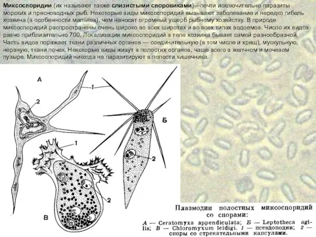 Миксоспоридии (их называют также слизистыми споровиками)—почти исключительно паразиты морских и пресноводных