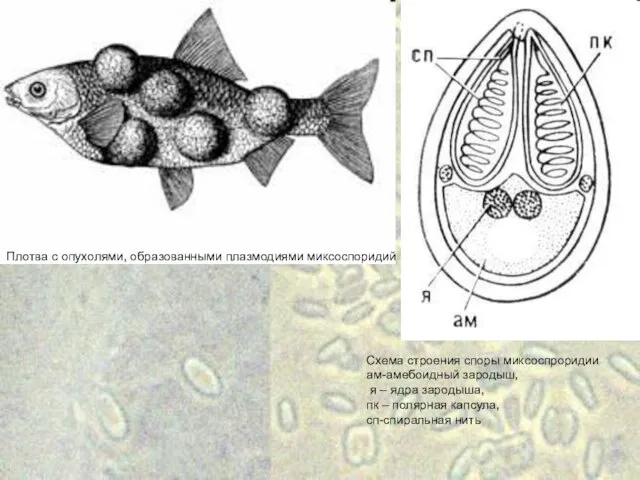 Плотва с опухолями, образованными плазмодиями миксоспоридий Схема строения споры миксоспроридии ам-амебоидный