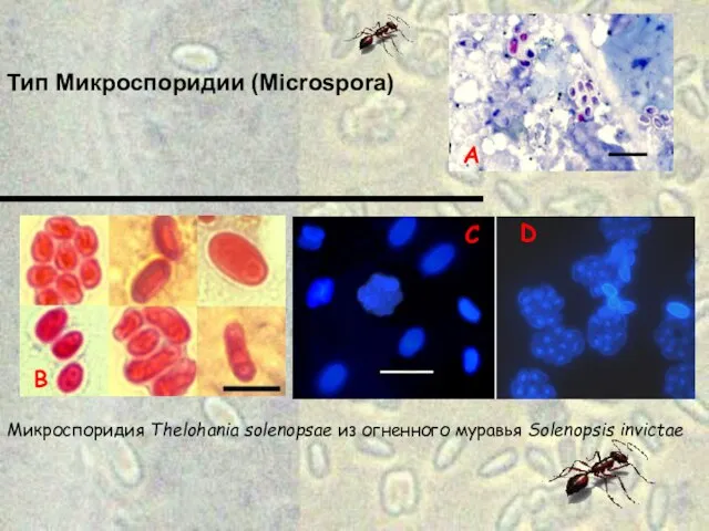 Микроспоридия Thelohania solenopsae из огненного муравья Solenopsis invictae Тип Микроспоридии (Microspora)