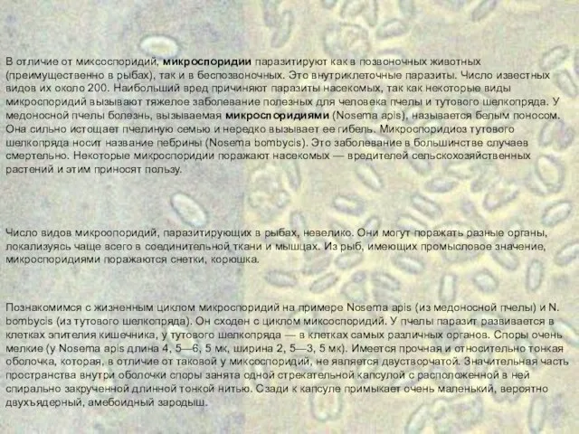 В отличие от миксоспоридий, микроспоридии паразитируют как в позвоночных животных (преимущественно