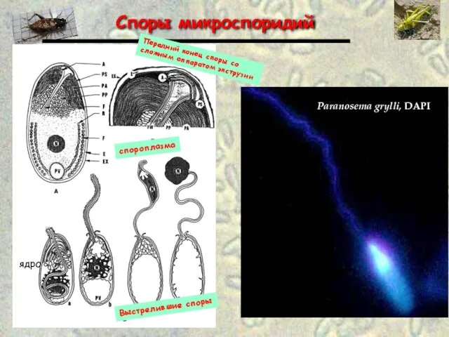 Споры микроспоридий Выстрелившие споры спороплазма Передний конец споры со сложным аппаратом экструзии ядро Paranosema grylli, DAPI