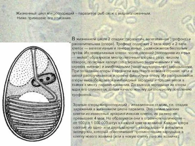 В жизненном цикле 2 стадии: паразитич. вегетативная (трофонт) и расселительная (спора).