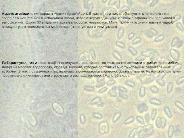Асцетоспоридии, тип паразитических простейших. В жизненном цикле образуется многоклеточная спора с
