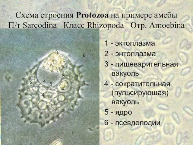 Схема строения Protozoa на примере амебы П/т Sarcodina Класс Rhizopoda Отр.