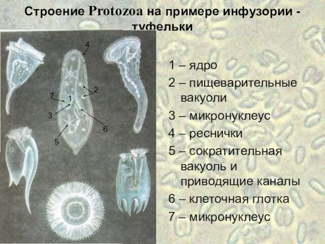 Строение Protozoa на примере инфузории - туфельки 1 – ядро 2