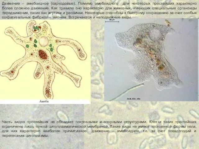 Часть видов простейших не обладает покровными и опорными структурами. Клетки таких