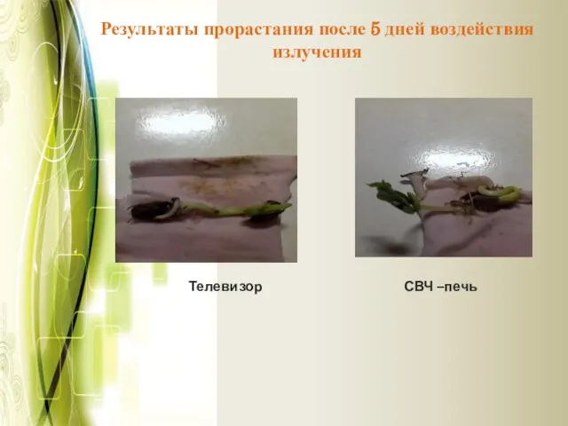 Результаты прорастания после 5 дней воздействия излучения Телевизор СВЧ –печь