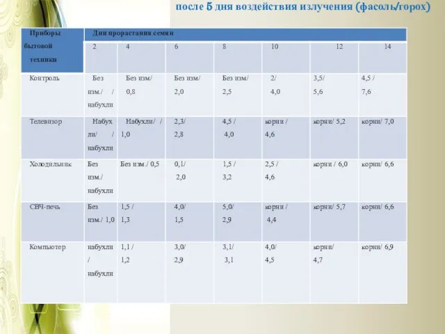 после 5 дня воздействия излучения (фасоль/горох)