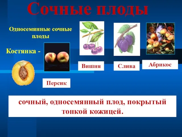 Сочные плоды Односемянные сочные плоды Костянка - Персик Вишня Слива Абрикос