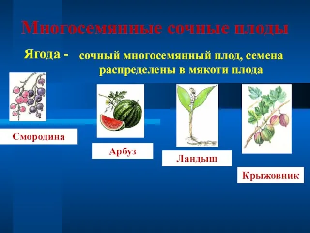 Многосемянные сочные плоды Ягода - сочный многосемянный плод, семена распределены в