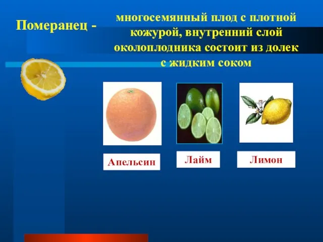 Померанец - многосемянный плод с плотной кожурой, внутренний слой околоплодника состоит