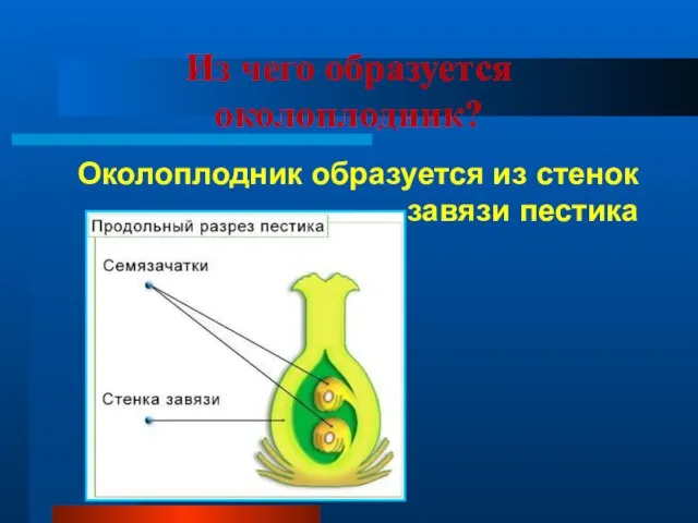 Из чего образуется околоплодник? Околоплодник образуется из стенок завязи пестика